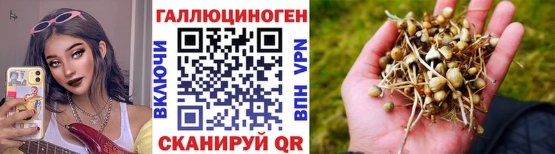 магазин    Оренбург  Псилоцибиновые грибы мицелий 